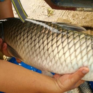 �aֵ��6�|�����������fԪ��һ����ז|��������������B�ɵģ�