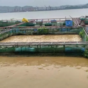 ���L��1̖��ˮ����Ű��������M�����ϳ�ˮ�a(ch��n)�B(y��ng)ֳ�؞�(z��i)�^(q��)