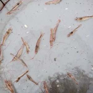 һ���x�������׌�(du��)�r���ϳ�Ҋ(ji��n)��ɫ���c(di��n)��