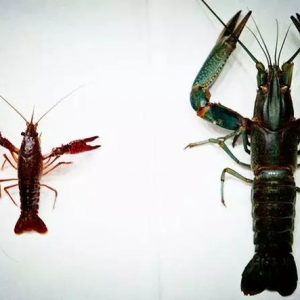 �Ͼ�15�죬���Iͻ��100�f�����޵�ˮС���r�����к�ħ��