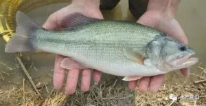 2017�����|����Ј�Ʒ����꠼����γɣ�