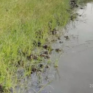 �ߜ�����ȱ������з�ϰ��ϲݣ���ʳ����ô�k���@4���P�I�c��Ҫץס��