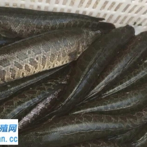 �ߜأ����~�����������Ј��ܵ��_����