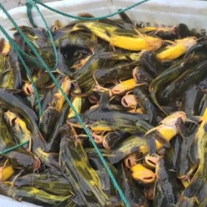 �㽭�̓ɺ��S��~�������� �r����ˣ��򌢴�y�V�|�Bֳ������