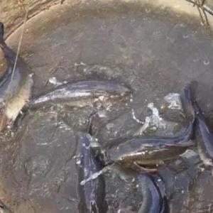 ������ʮ�꣬�@�l�~�B(y��ng)ֳ�������_20Ԫ/����δ���󷶇��ƏV�_����