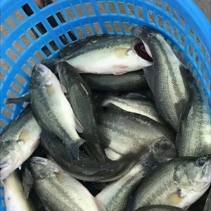 ����������|��߃r �Ĵ��V���ٝq1Ԫ/���2017��8��23�ռ����|���^�r