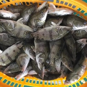 ���~�K��2Ԫ/����~�r����Ƴɱ��r����2017��9��4�չ��~���^��r