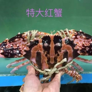 2017��9��14��С���r���з�r��