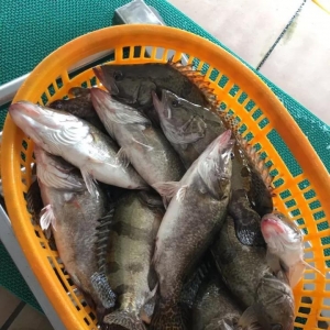 2017��10��5�չ��~�r�����麆��---�V�|�~�r��(w��n)���Խ����B(y��ng)����Ը�u�~