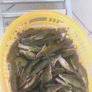 2017��10��9���S��~(y��)���^��(b��o)�r(ji��)