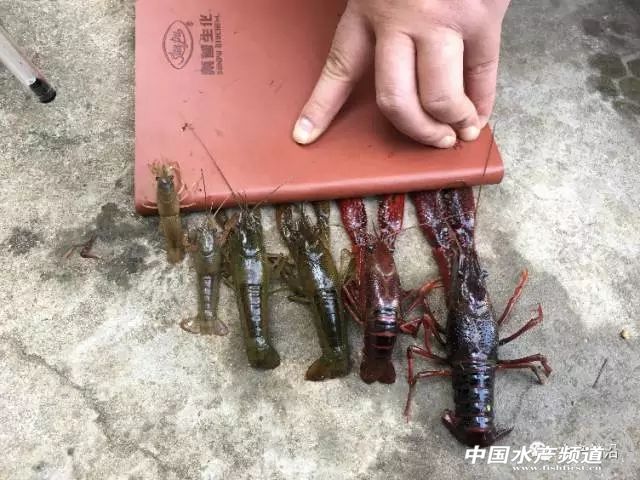 С���r�wɫ׃���c�����L�l���ηN�Pϵ��