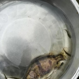 �ؽ��y�I��һ���y�󣡏V�|���~�ٝq1Ԫ/���ȥ��ͬ�ڸ�5Ԫ/�_2017��10��19�չ� ...