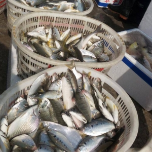 ���a300���rҲ��ٍ���X�����r�r���[�������Ҹ�