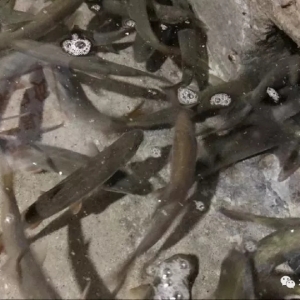 ���ϵ����~�ˣ�һ���u�~�ɵ�ʮ���f���@����l(f��)��ʲô��