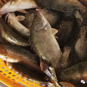 �V�|���~Ҏ(gu��)��Խ��r��Խ�ͣ�2017��11��6�չ��~���^�r