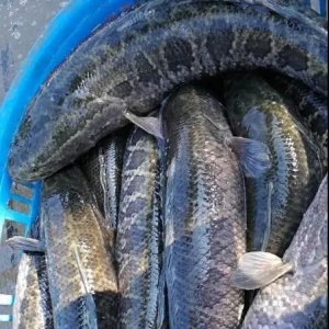 2017��11��6�����~���^�r