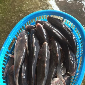 2017��11��6�ս��F(tu��n)���^�r