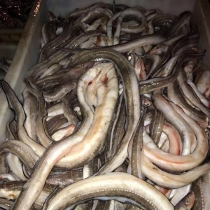 2017��11��13�չ�����Ϣ��������տ����ϖ