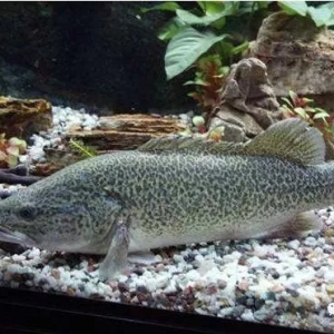 �@�l�~�����O�ߣ�һ�����u30�fԪ�������B�᣿