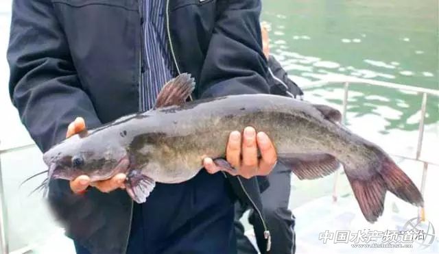 ʲô�ӵ��~��ُ�rֻҪ6Ԫ���е�ٍ��