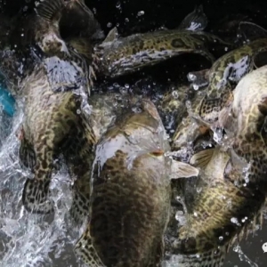 2017��12��1���Z�~�Ј��r��