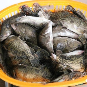 ��ɽ�֬F(xi��n)͵�~�¼����V�|�Z�~�ٝq0.5Ԫ/�