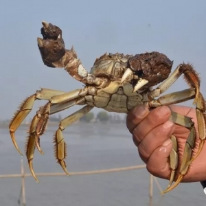 ������θ�����(j��ng)�N�̺��B(y��ng)ֳ����θ�ڣ�