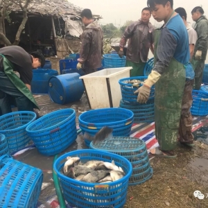 ѩ�ϼ�˪����͵������~���ְl�Fһ�W���~��