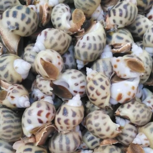 2018��1��17�պ��r������Ϣ������(y��ng)���ݡ��뚤��ϖ