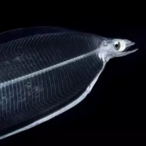 �ձ������@���H��ȥ��1%������Ӱ�߀�h��ֹ�ڴ�