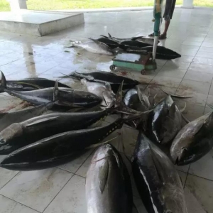 2018��1��24�պ��r������Ϣ��ӡ���S�����~���Űͻʹ����r