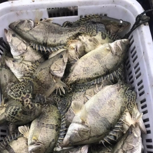 ���п��ã������Z�~�r��ͬ�ϝq