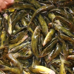 2018��2��12���S��~���^�r���麆��--�r�񷀶�����������׃�Ӳ���