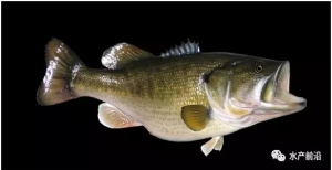 ���������fԪ���@�l�~��ᣡ