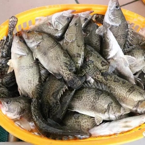 �����~�r��ͦ�����~��ߝq2Ԫ/�