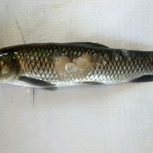 �~�Nβ�Ϳ����������ˣ����δ�ʩ���@��