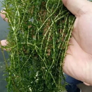 ��з��С���r�B(y��ng)ֳ�ɹ�ˮ�����ú��P(gu��n)�I��