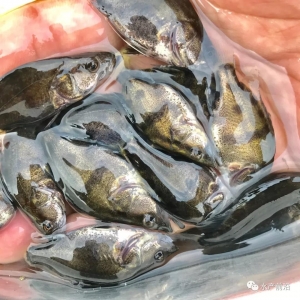 2018��򌢳ɞ��Z�~�vʷ��������һ��