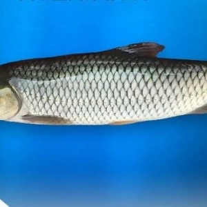 ����2018�ꃞ(y��u)�|(zh��)���~���(ch��ng)�����~���ļҏ�(qi��ng)��