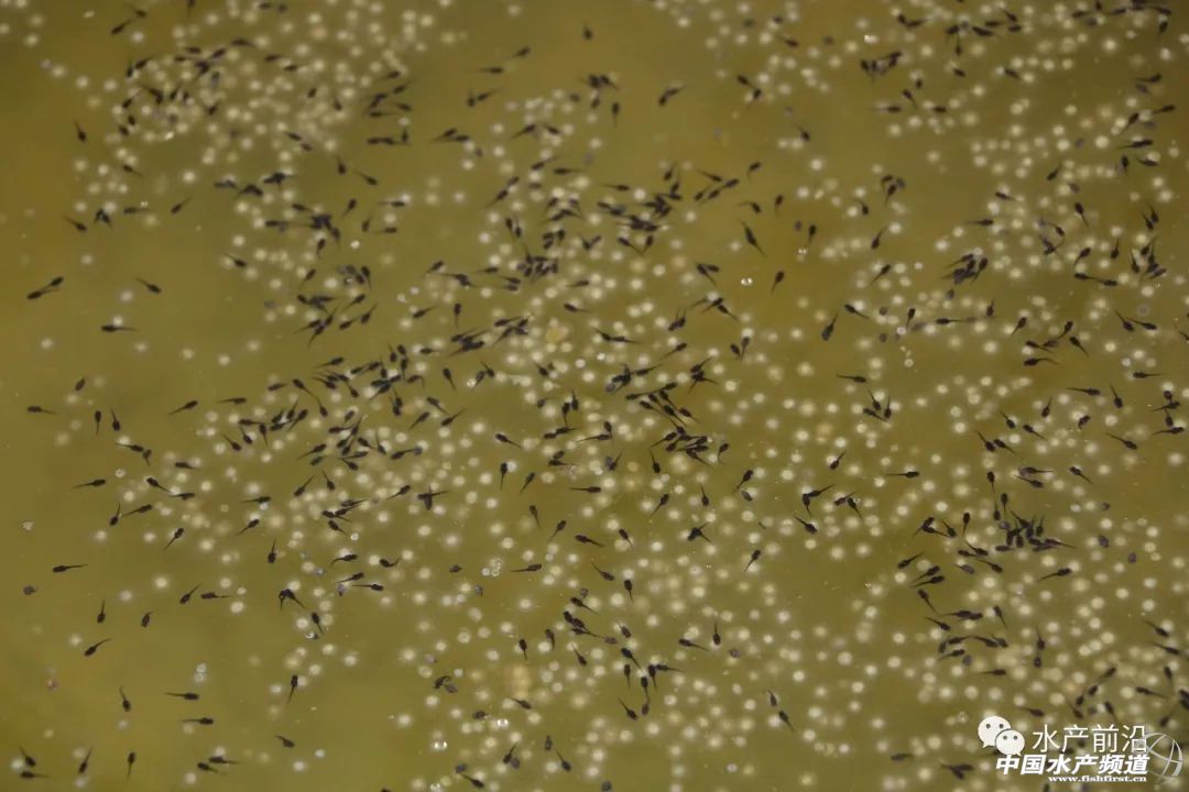 ��һ��ꠓ���ı�Ʒ���������~����ͻ��15Ԫ/������2�f����@�ˮ��a��ȼ���L�D�B�� | 2018���~ُ�Nָ��