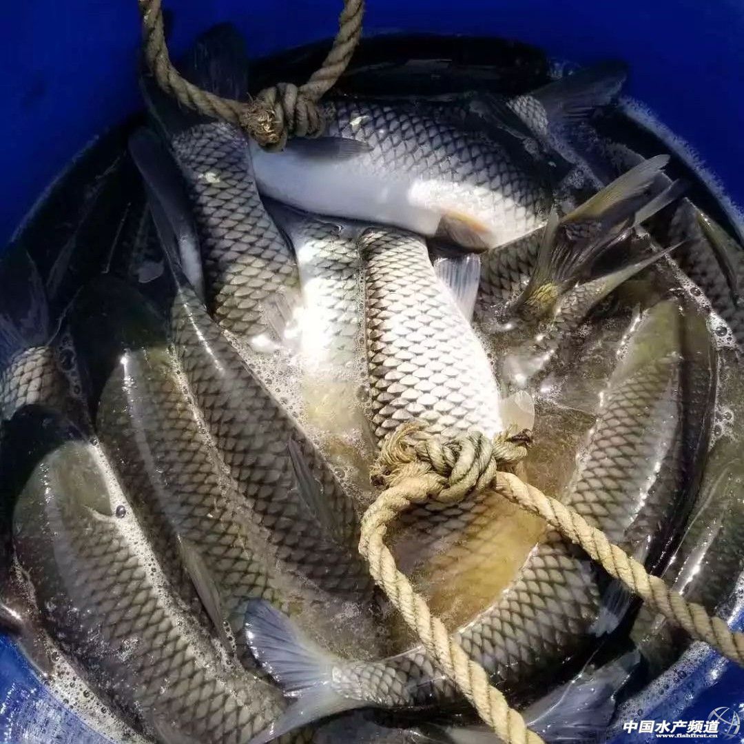 �����ݝO�����~��ӭ��q�r���C��������ߝq0.3Ԫ