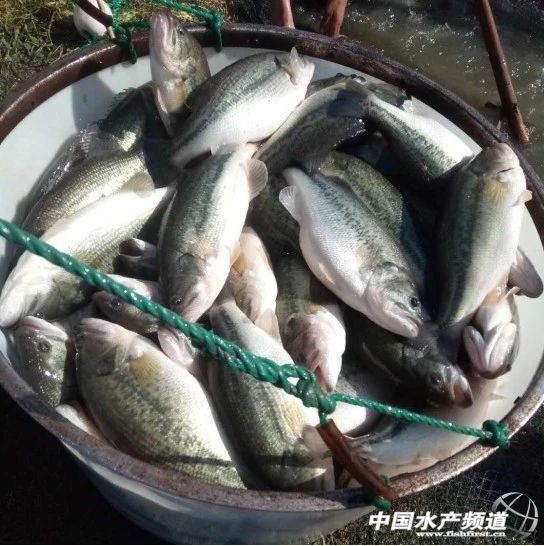 �@�l�~�����޴������Ը�׃�͌����a������1ǧ������������1.2�fԪ