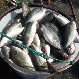 �@�l�~���Ը�׃�͌����a������1ǧ���������1.2�fԪ