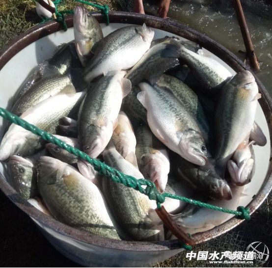 �@�l�~�����޴������Ը�׃�͌����a������1ǧ���������1.2�fԪ