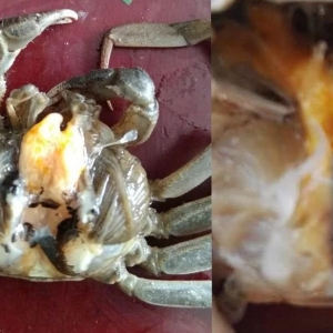 �з�����ϰ������̎����