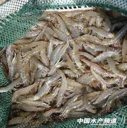 ���r�����N����r�r���m(x��)���ԣ���һ�����u�q�rح4��18���r�r