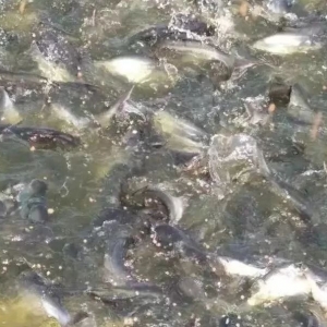 Խ�ϰ�ɳ�~�Ј�������(y��ng)�����Ї�������ɳ�~�B(y��ng)ֳ���أ�