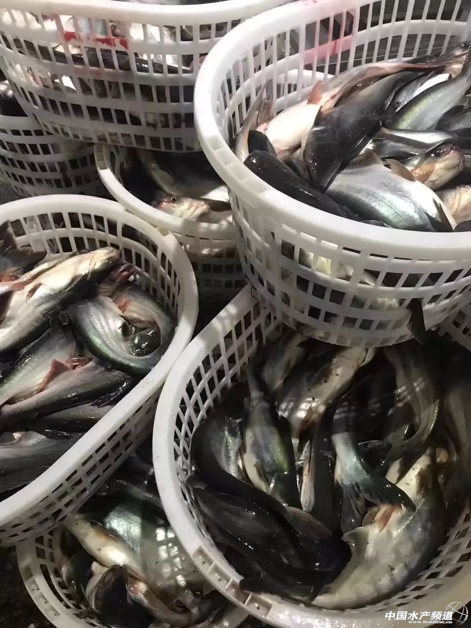 Խ�ϰ�ɳ�~�Ј�������(y��ng)���Ї�������ɳ�~�B(y��ng)ֳ���أ��l(f��)չ�Ї�������ɳ�~�B(y��ng)ֳ�a(ch��n)�I(y��)�����І᣿