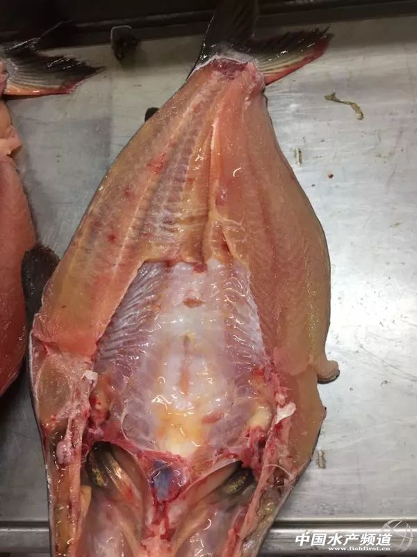 Խ�ϰ�ɳ�~�Ј�������(y��ng)���Ї�������ɳ�~�B(y��ng)ֳ���أ��l(f��)չ�Ї�������ɳ�~�B(y��ng)ֳ�a(ch��n)�I(y��)�����І᣿