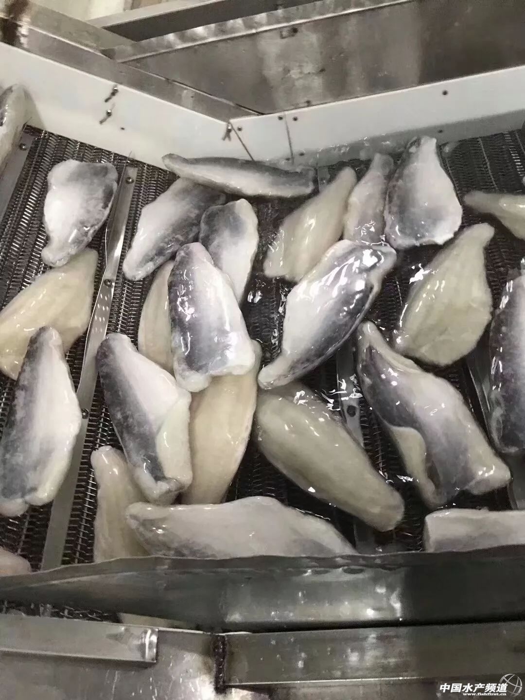 Խ�ϰ�ɳ�~�Ј�������(y��ng)���Ї�������ɳ�~�B(y��ng)ֳ���أ��l(f��)չ�Ї�������ɳ�~�B(y��ng)ֳ�a(ch��n)�I(y��)�����І᣿